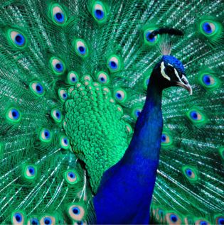 Colourful Peacock Wallpaper - Asian Paints