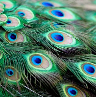 HD Peacock Wallpaper - Asian Paints