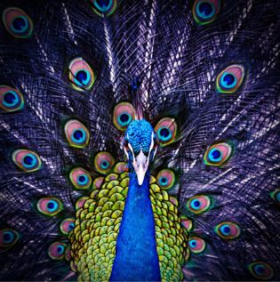 Peacock  Wall Wallpaper - Asian Paints