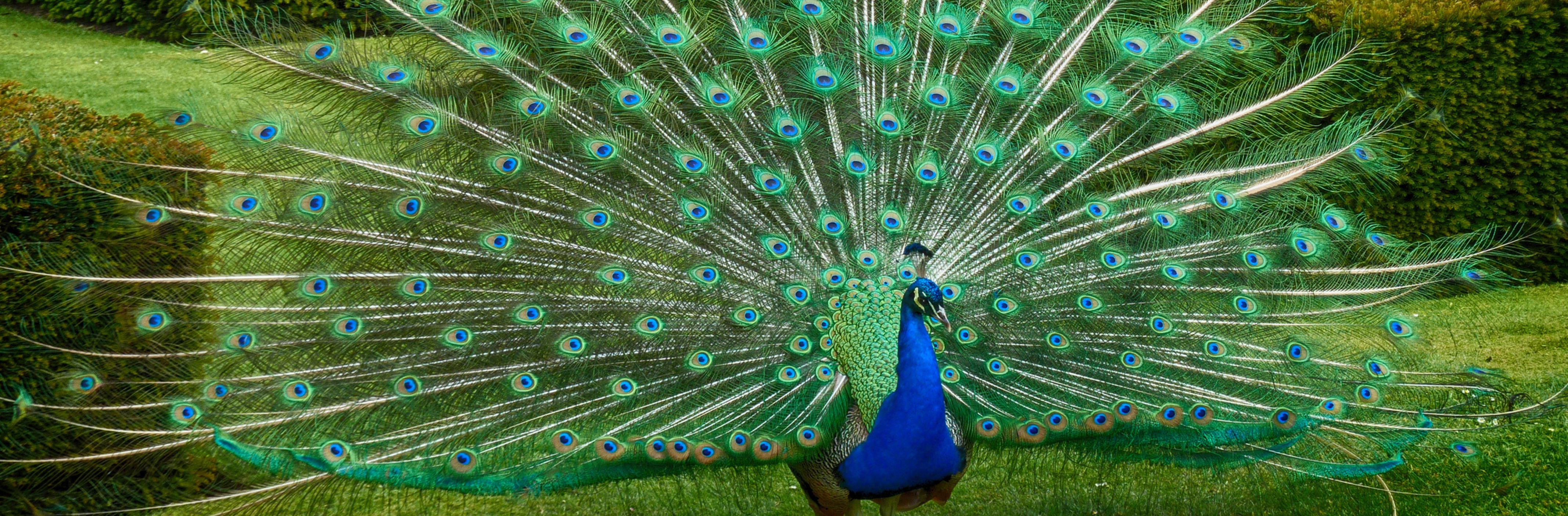 Peacock Wallpaper - Asian Paints